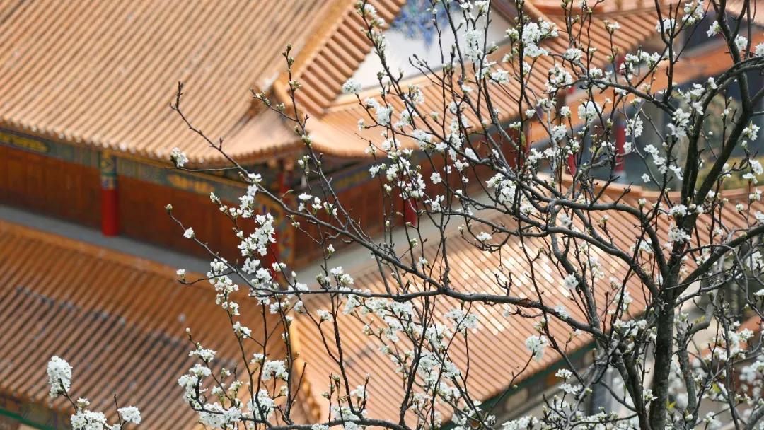 这是一个充满生机的公园怎么说,这是一个充满生机的国度朗诵