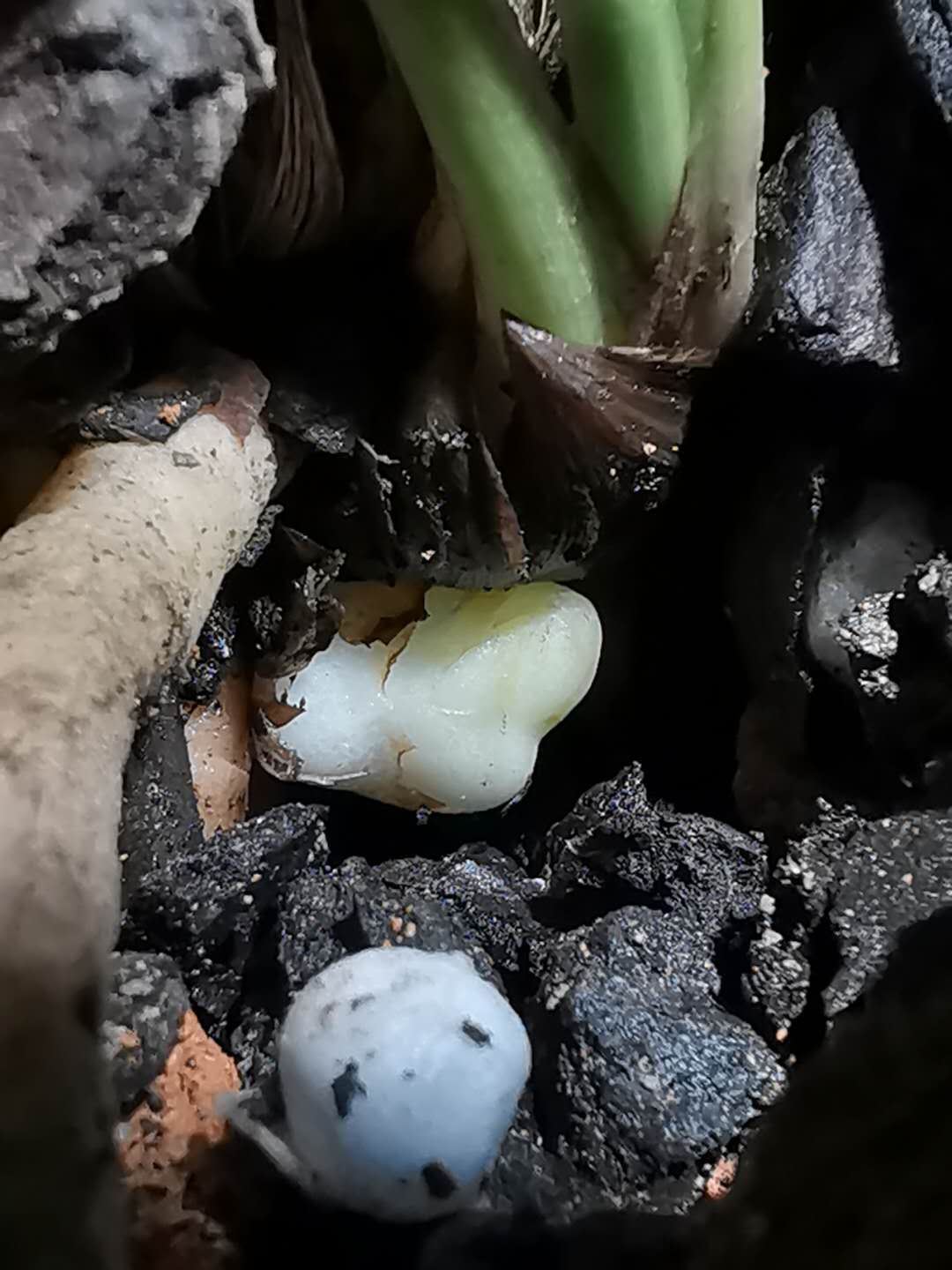 641:如出一辙的源头造假草与骗人手法