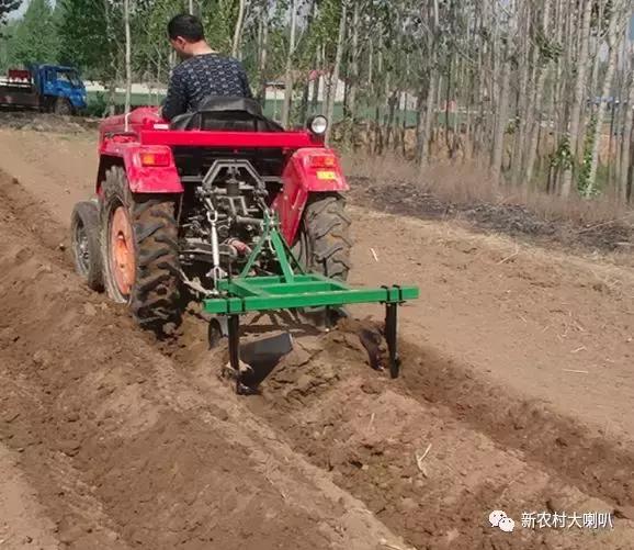 红薯这样种，高产高效！
