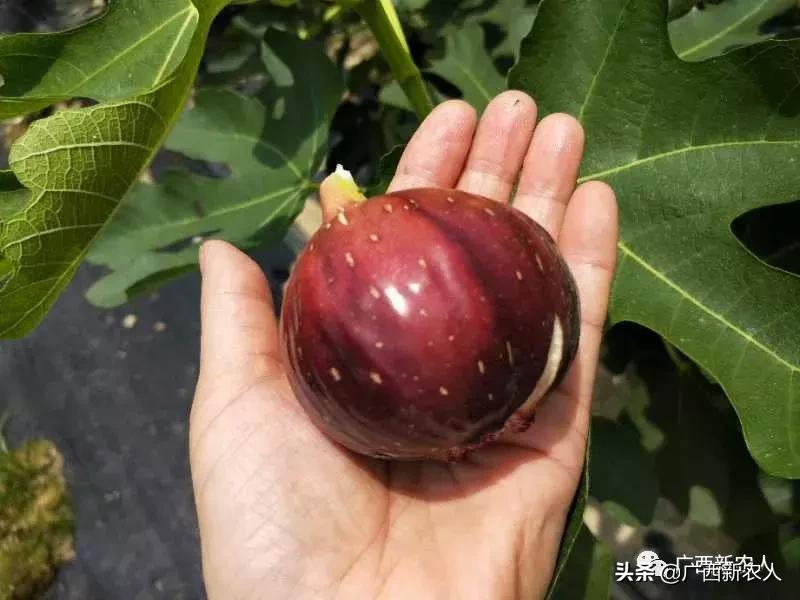 南宁那笔村无花果,南宁摘无花果