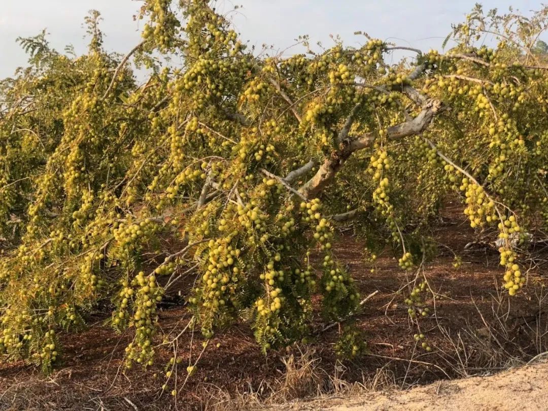 油柑!油柑!水果战争序幕