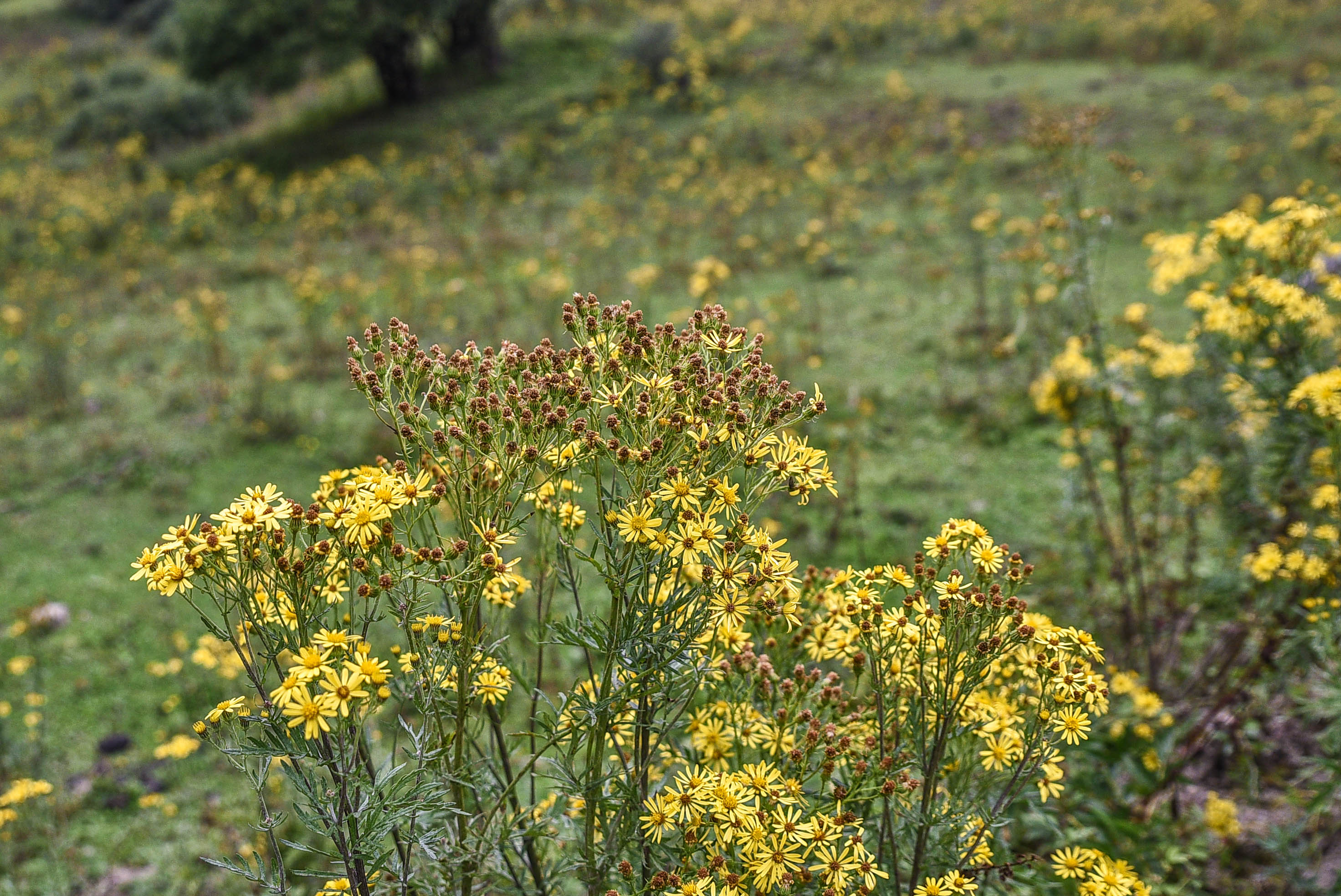 秋天九寨沟最美的季节,秋天九寨沟美景图片