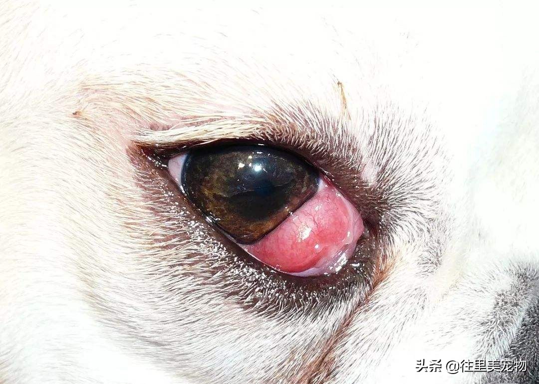 宠物眼角增生怎么治,宠物第三眼睑增生滴什么眼药水