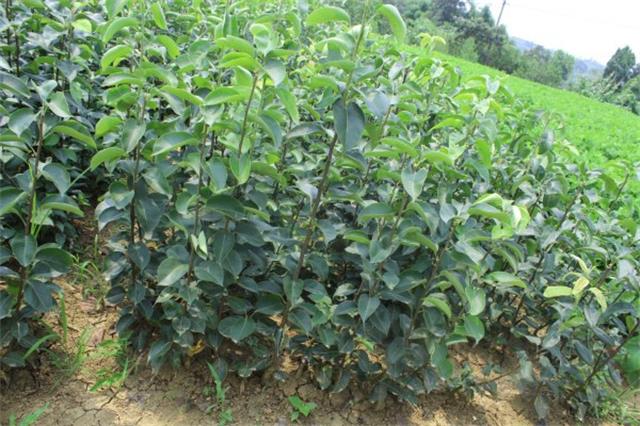 盛昌苗木,盛昌果品园