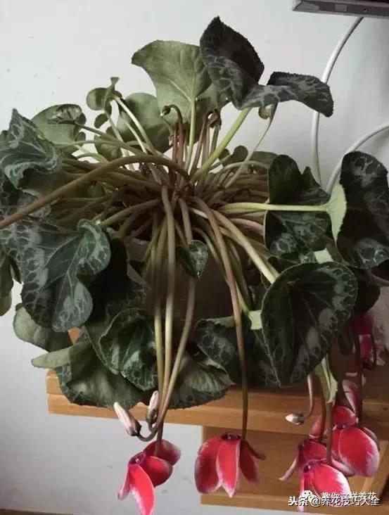 杜鹃花死了能活多久,快死的杜鹃花还能救活吗