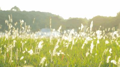 女神节陕西免门票的景点,陕西女神节免票景区