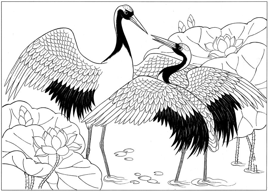 仙鹤桃子工笔白描稿,工笔画仙鹤高清图上色步骤图