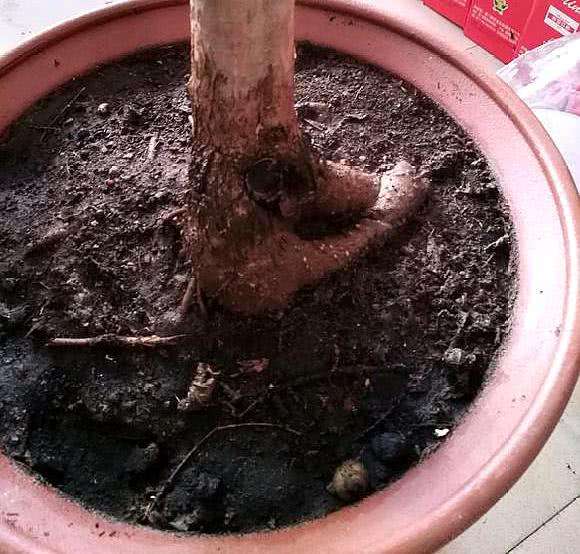 盆栽桂花怎么挽救,盆栽桂花落叶怎么补救视频