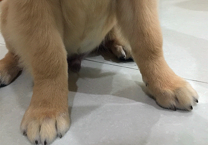 专家辟谣狗狗传染新肺病,狗狗甲沟炎怎么引起的