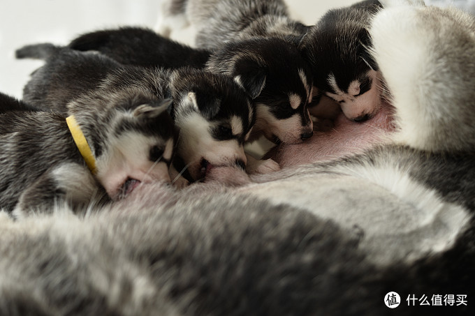 一次创世纪的生活体验—记哈士奇当妈妈