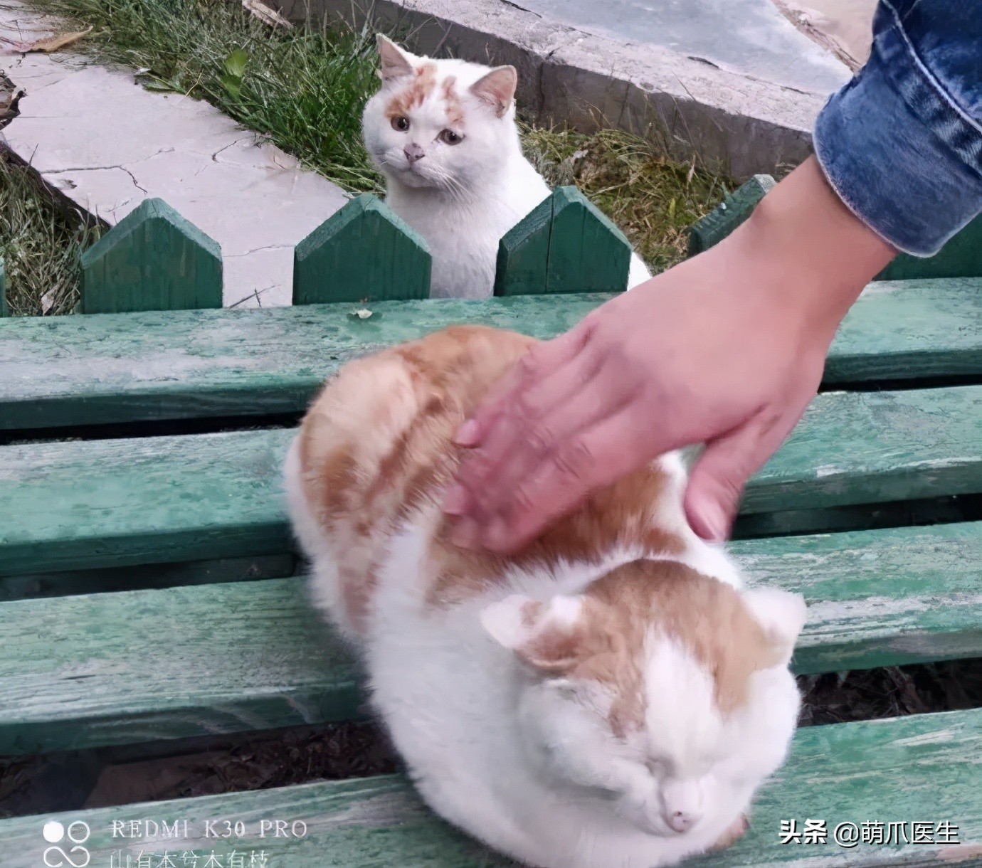 全网最委屈的猫主子,全网最委屈的小奶猫