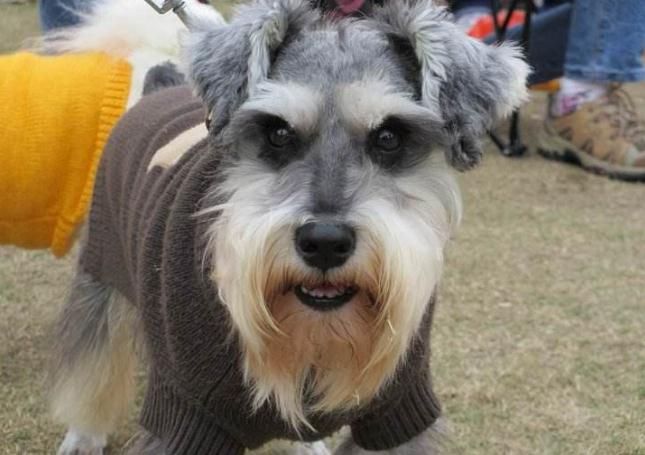 什么狗最好养又听话又便宜中型犬,什么狗不咬人又听话可爱又最好养