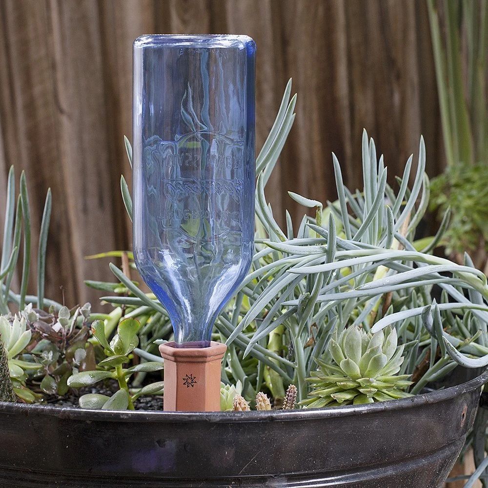 家里种什么植物好打理,看一下家里的植物怎么养