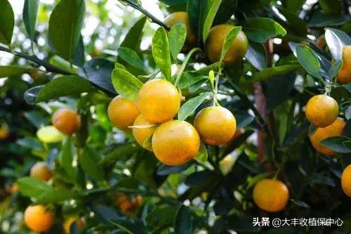 叶面肥5大技术要点一定要看,叶面肥讲解