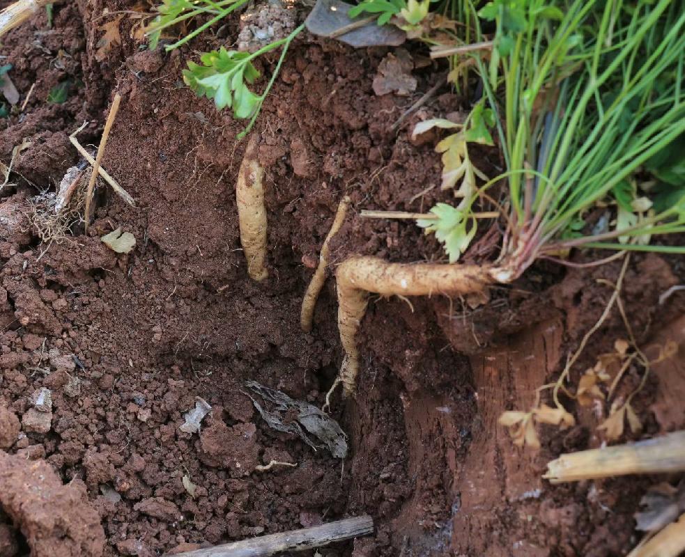 青白江特色旅游商品来啦！快来看有没有你的“心头好”