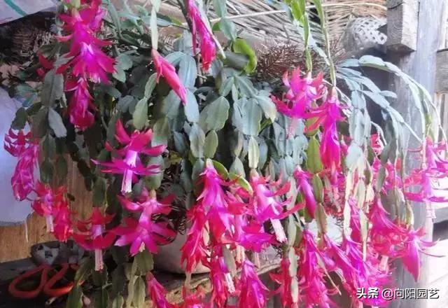 冬天值得养的7种花,这6种花冬天冻不死还花开不断