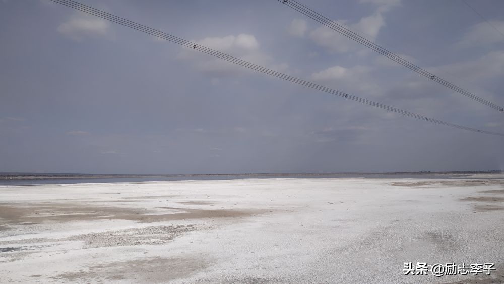 宁夏候鸟,候鸟监测简报