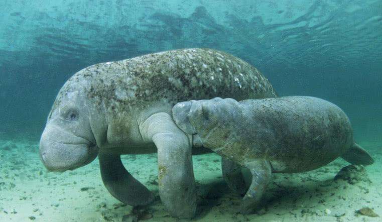 宝可梦0071,宝可梦0611