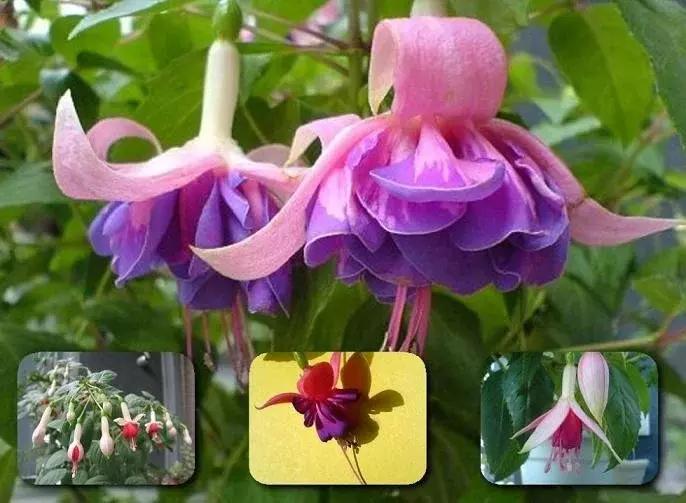 惊艳倒挂金钟,惊艳倒挂金钟图片