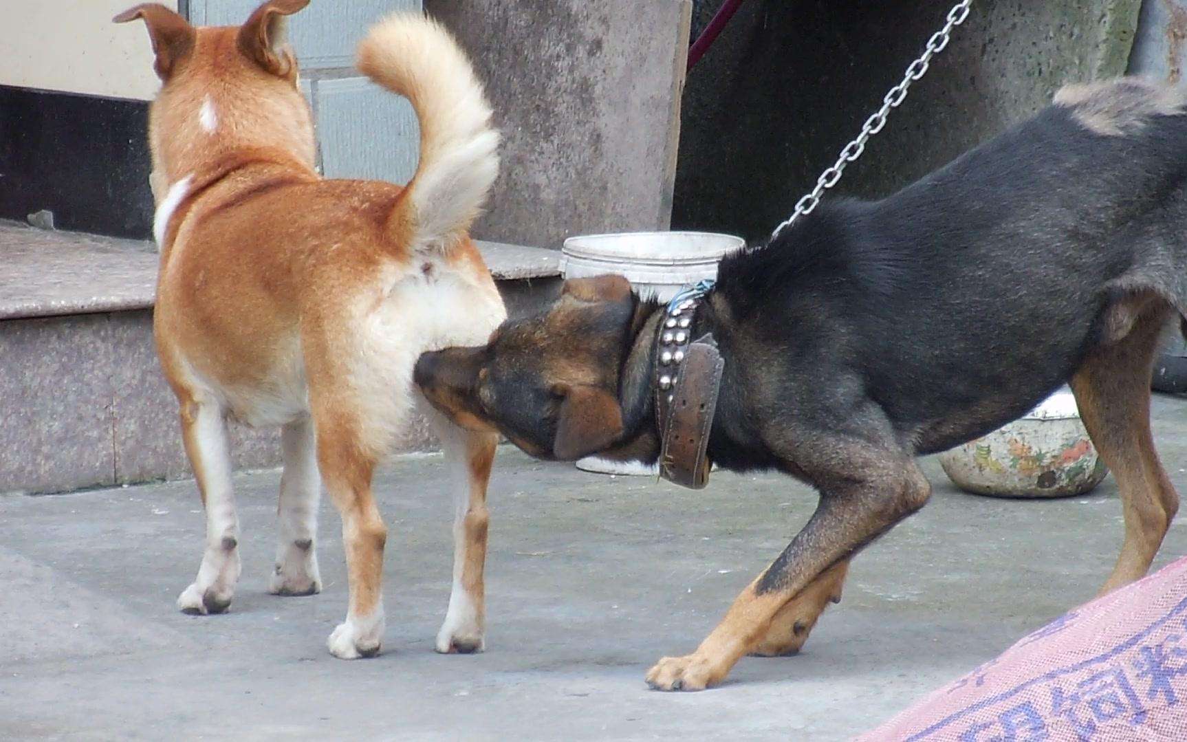 狗狗感染布鲁氏杆菌有啥症状,狗狗如何知道有布鲁氏杆菌