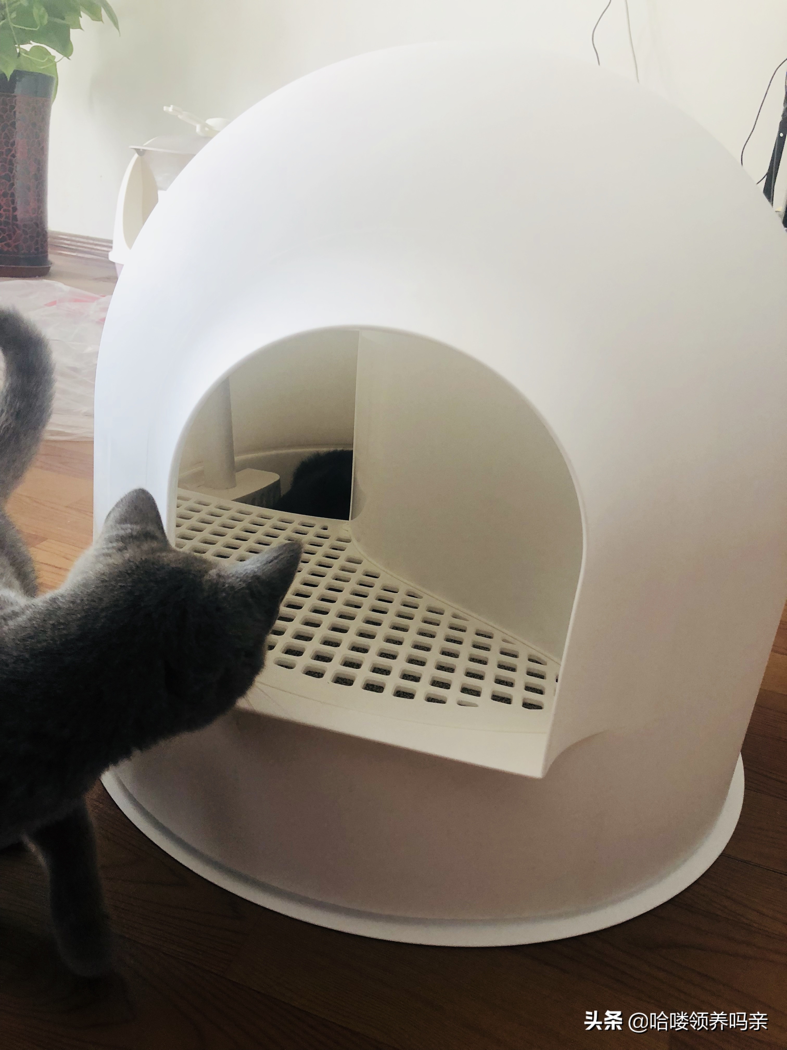 假期出门宠物怎么安置,假期宠物寄养哪里实惠