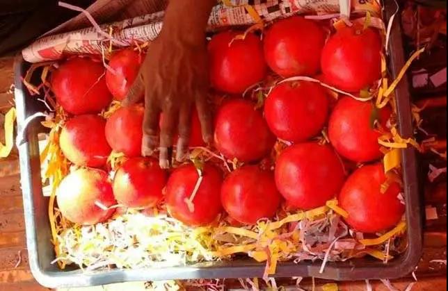 台湾石榴种植方法,喀什石榴栽培过程