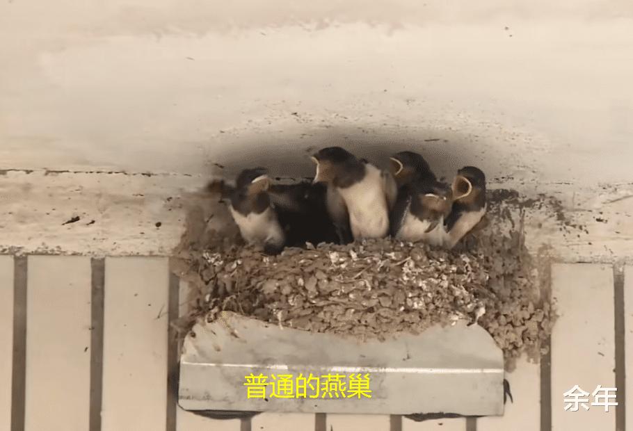 稀奇！河南一家嫌脏两次捣毁燕巢，第3次燕子筑巢自带“小厕所”