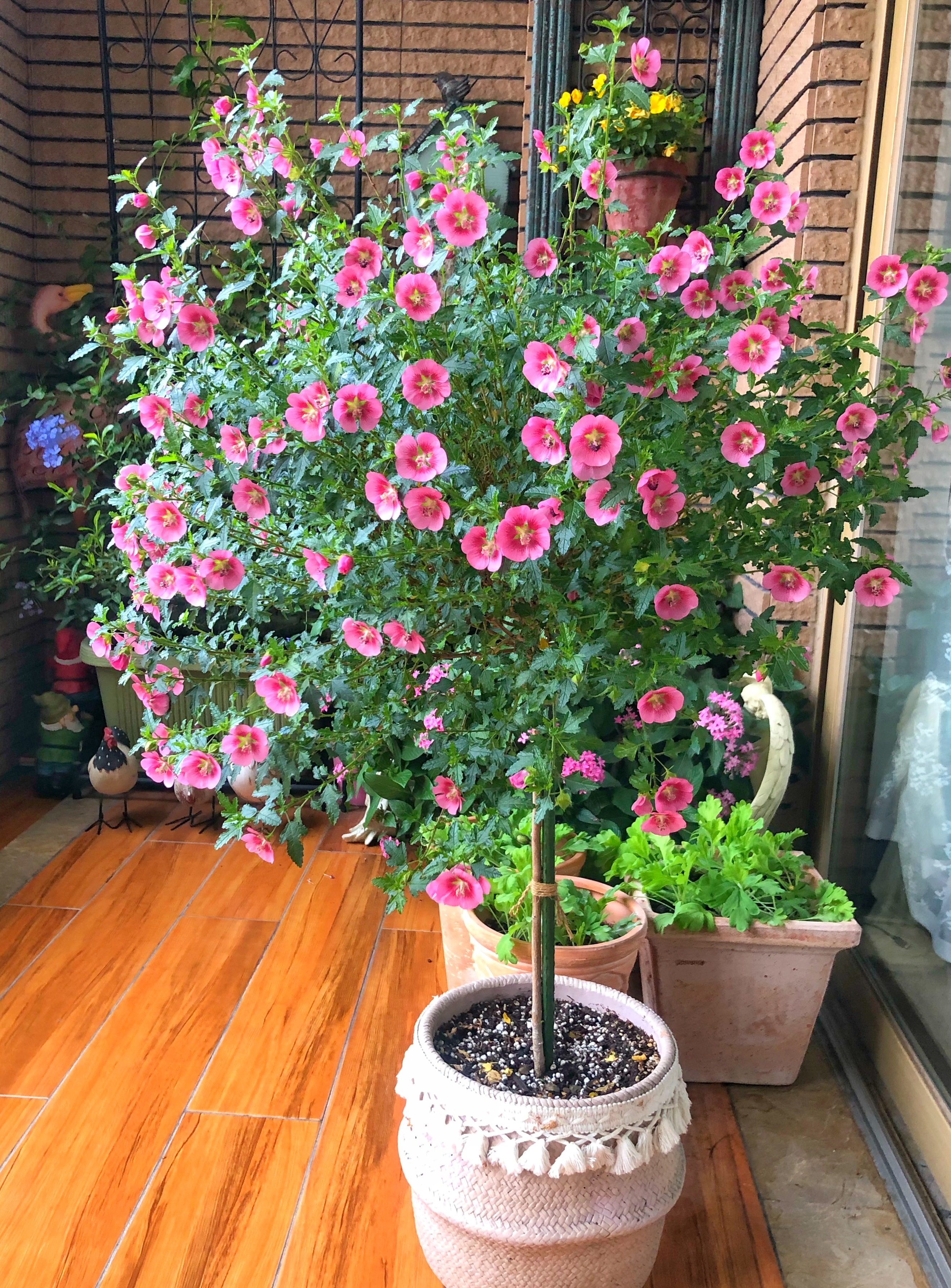 春天养玛格丽特菊花,春天养一盆草花