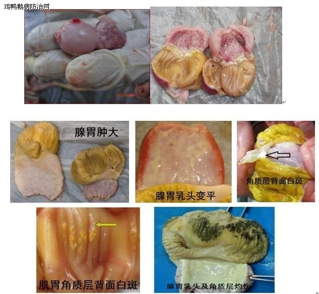 鸡得了腺胃炎怎么治疗,鸡腺肌胃炎发生原因及防治措施