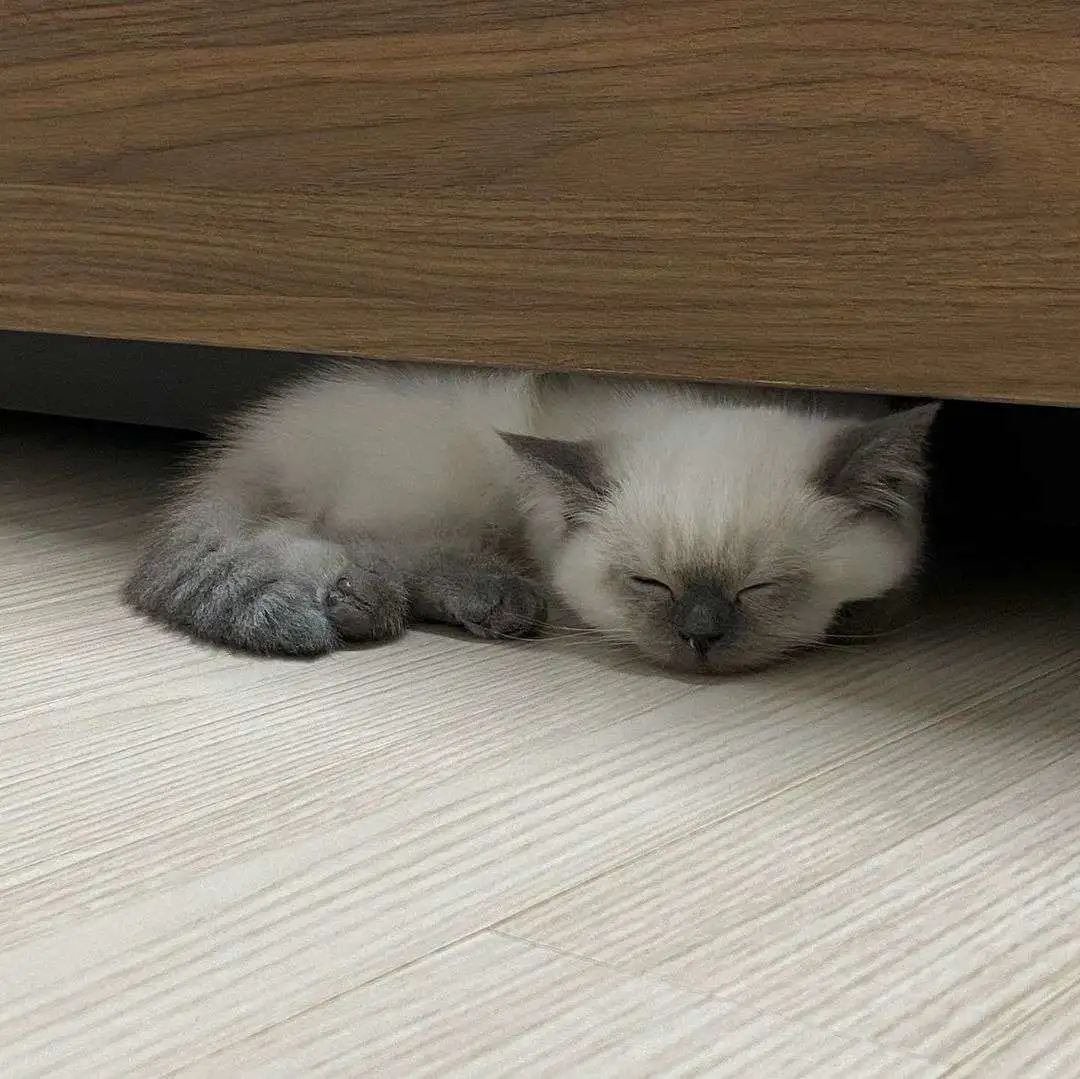 煤老板爆红完整版,煤老板ins