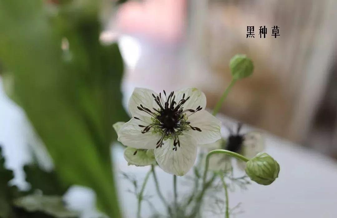 花店里同款的两种不同价格的花材,花店最容易被顾客误解的几种花材