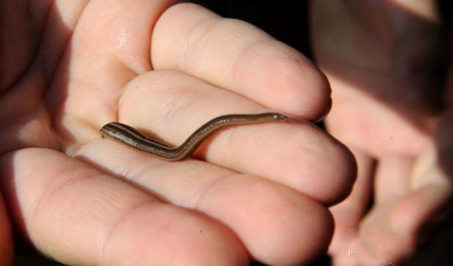 儿童致命的水生物有哪几种？看这篇就够了