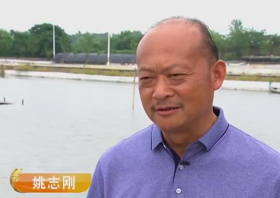 姚志刚养甲鱼,养甲鱼发家年赚一千万