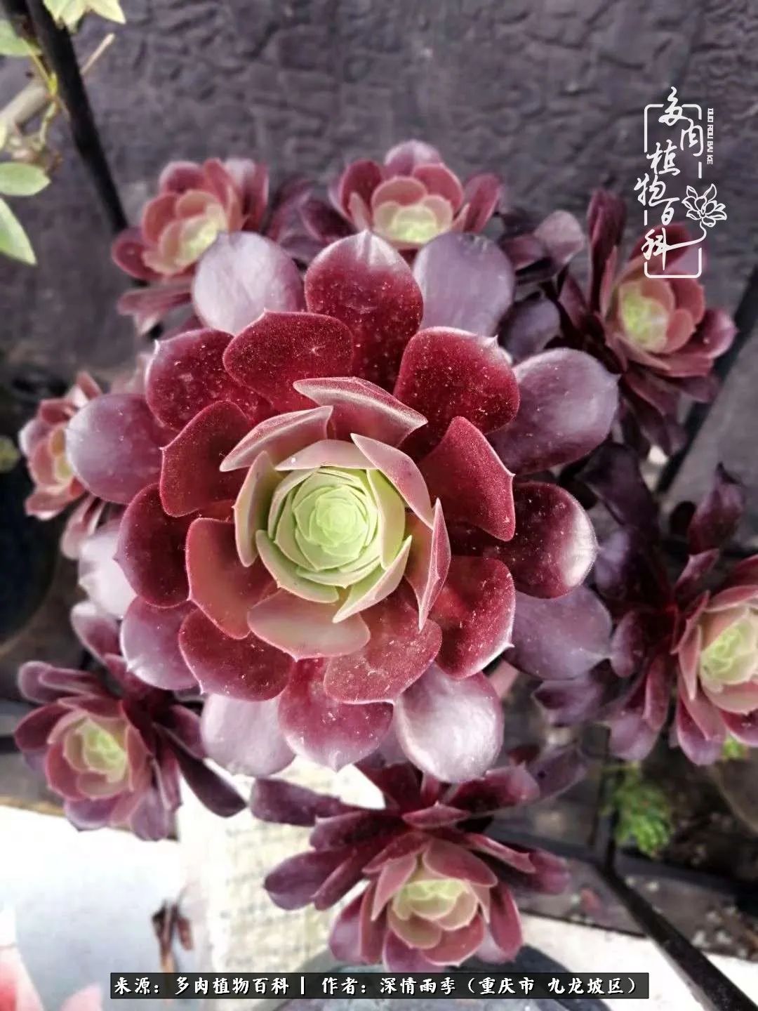 在重庆养多肉养的是一种信仰,重庆养多肉适合用什么土