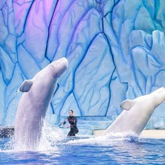 珠海长隆2天一夜吃住行攻略,珠海长隆两天一晚游攻略