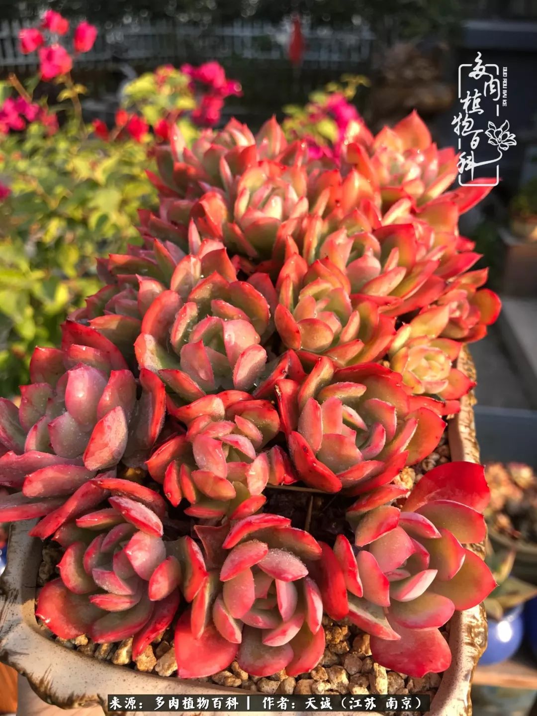 鍙拱瀵圭殑涓嶄拱璐电殑灏忔牱,鍙拱瀵圭殑涓嶄拱璐电殑鍥剧墖灞曠ず