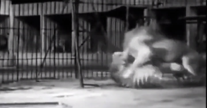 狮和虎单挑全过程,科学分析狮虎谁最厉害