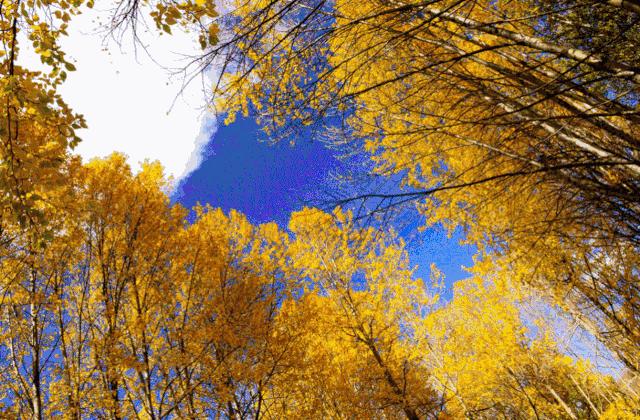 用美丽的秋天写作文不低于300字,写秋天美景的习作例文