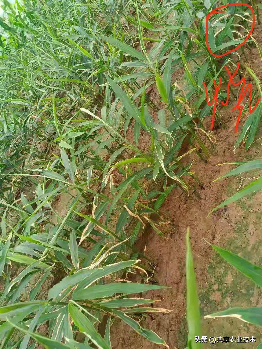 河北行唐：大姜地被淹，如何处理？