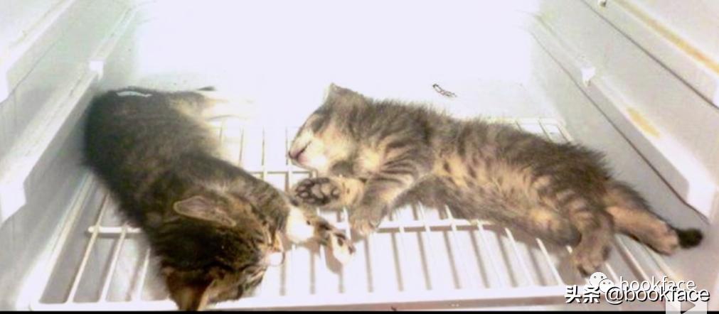 虐猫上瘾后，他预告杀人，从男模到杀人犯，自导自演一场恐怖大戏