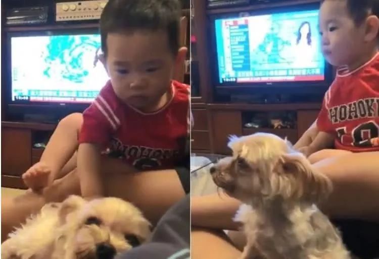 每天黏一起出现姐弟脸！约克夏撞脸小主人，连眯眯眼也同款