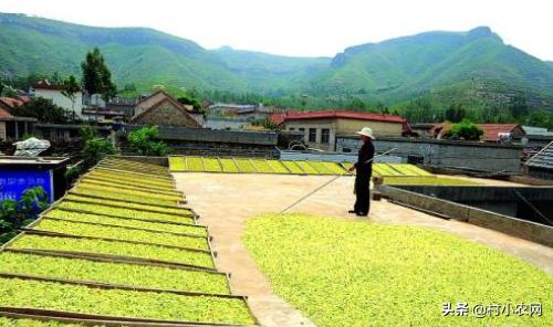 创业养殖农作物,有什么赚钱的农业种植项目
