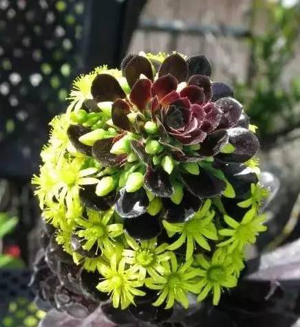 黑法师怎么养肥,如何养护黑法师