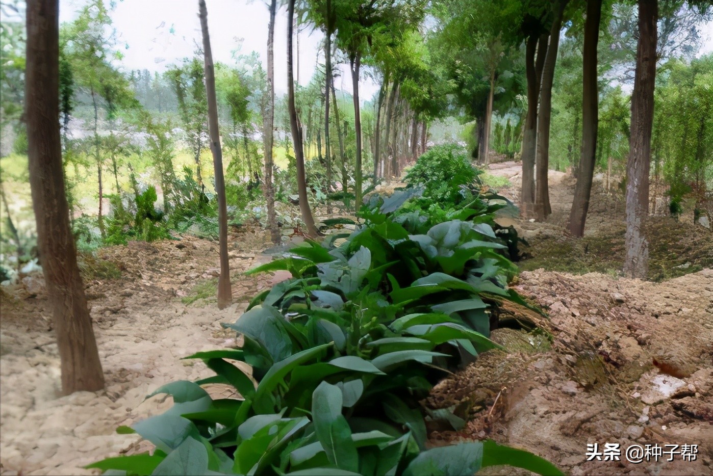 俄罗斯饲料菜一年能割几次,俄罗斯饲料菜种植技术