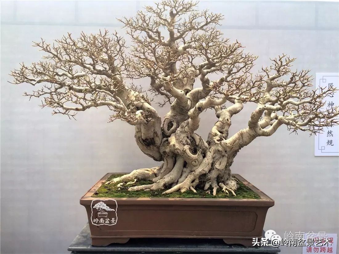 盆景结顶的形式,最好的盆景结顶方法