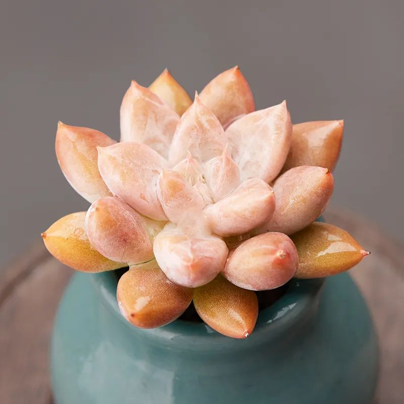 有暗纹的多肉有哪些,暗纹系多肉有哪些