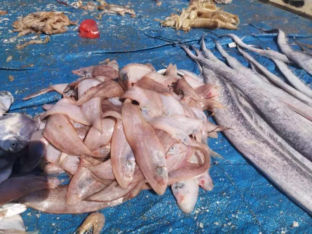 青岛开海了新鲜肥美的海鲜已上市,青岛开海红岛海鲜八大关