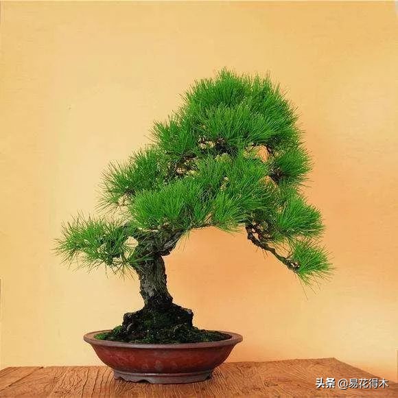 黑松盆景经典造型,日本黑松盆景培养技术