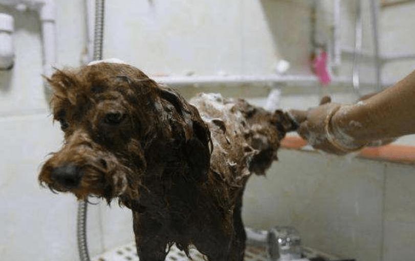 泰迪有一处脱毛怎么回事,泰迪不正常的表现