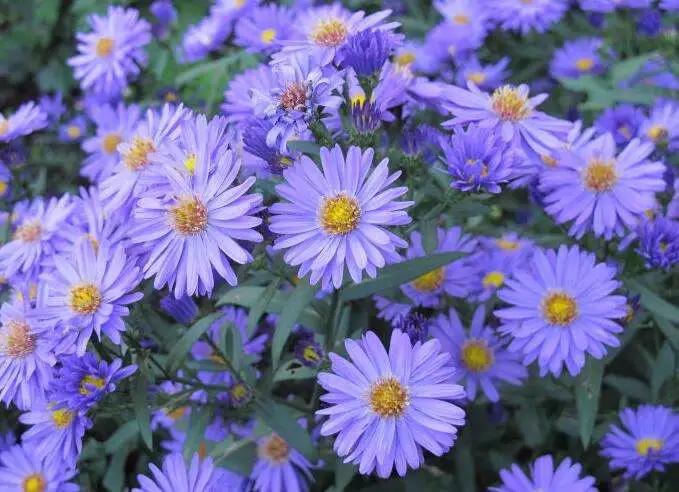 蓝紫色花系植物,蓝紫色系花境植物